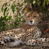  The Serengeti, TZ